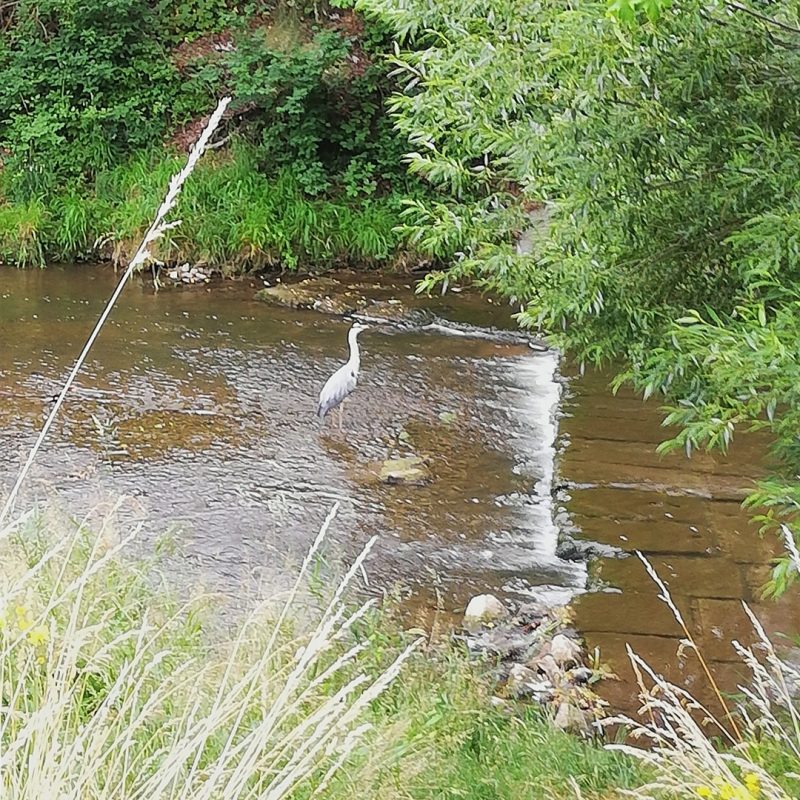 Wienfluss - 1. virtuelles SVF Lauf- und Walking-Event - Sportverein Finanz