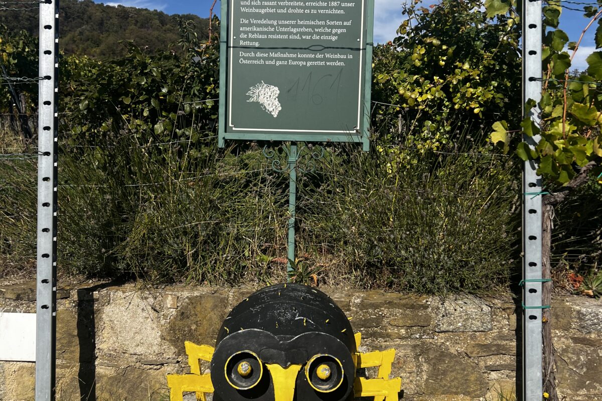 Wandertag auf den Kahlenberg