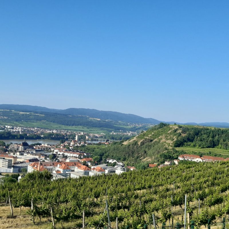 ....und entlang der Weingärten in der Wachau - 1. virtuelles SVF Lauf- und Walking-Event - Sportverein Finanz